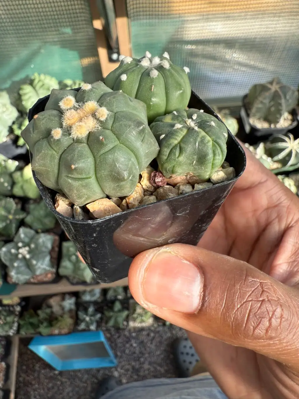 Astrophytum asterias cv. Kikko Bundle - Image 2