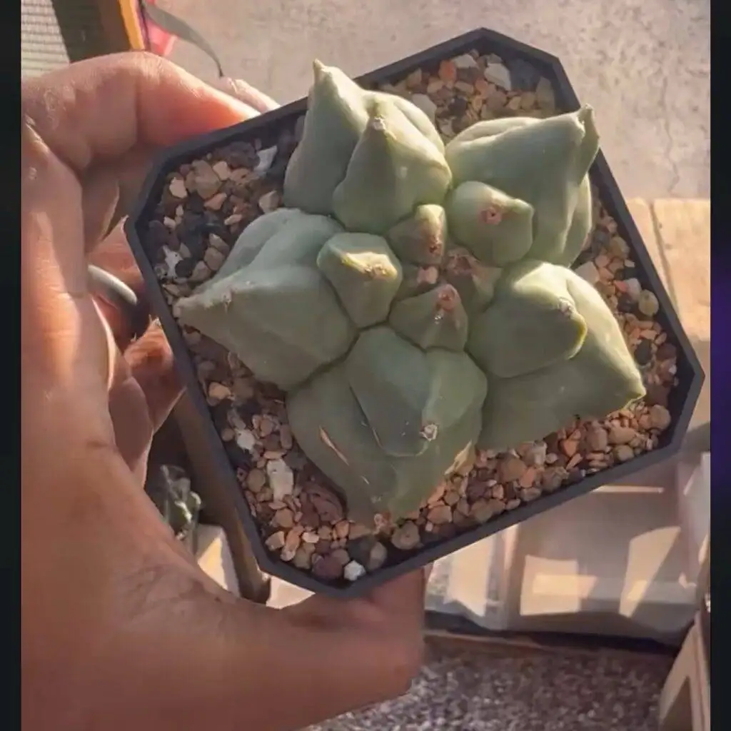 Astrophytum myriostigma cv. Kikko