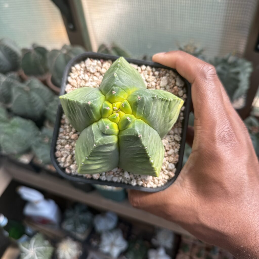Astrophytum myriostigma cv. Kikko Kohyo