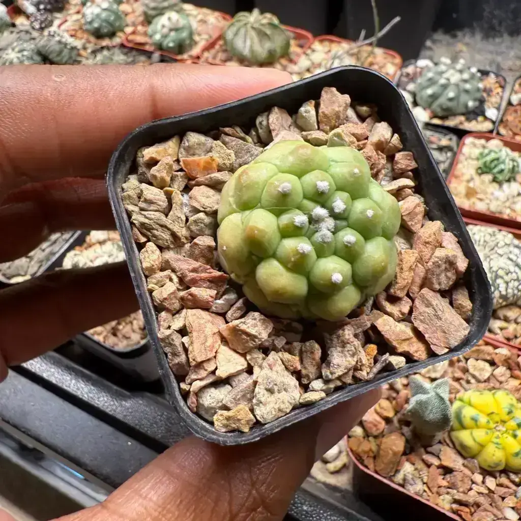 Astrophytum asterias cv. Kikko