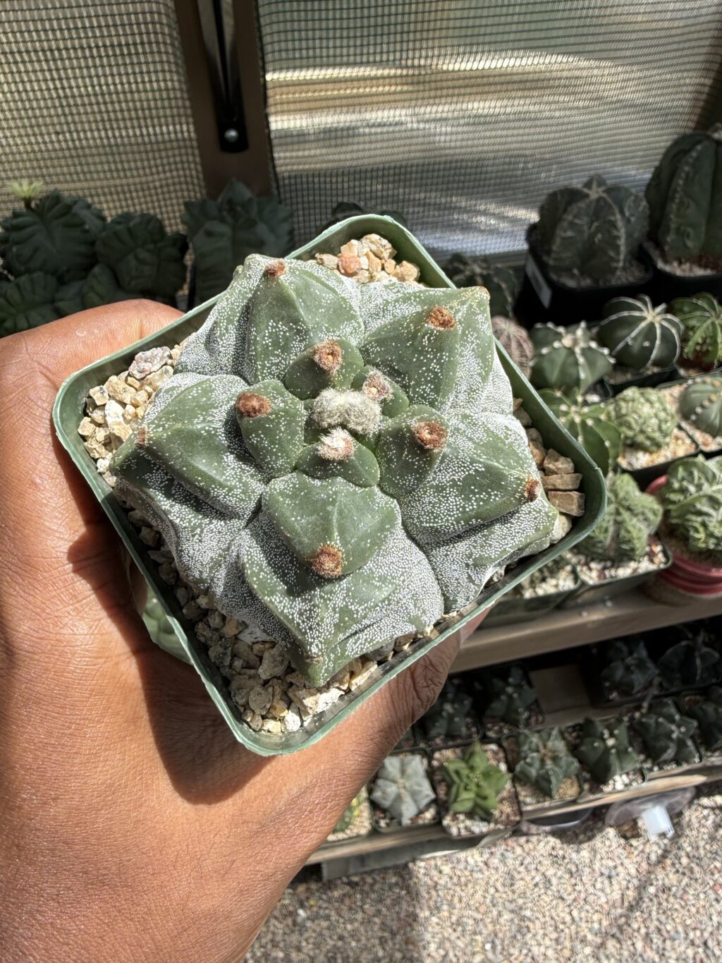 Astrophytum myriostigma cv. Kikko - Image 2