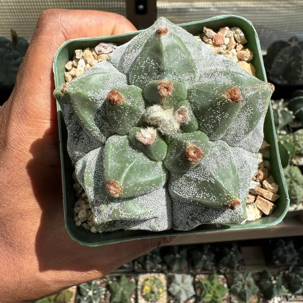 Astrophytum myriostigma cv. Kikko