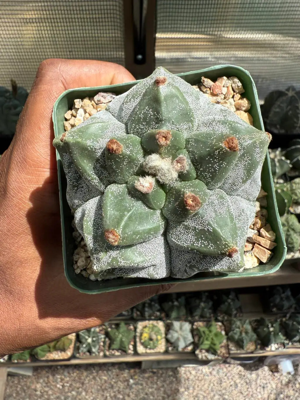 Astrophytum myriostigma cv. Kikko