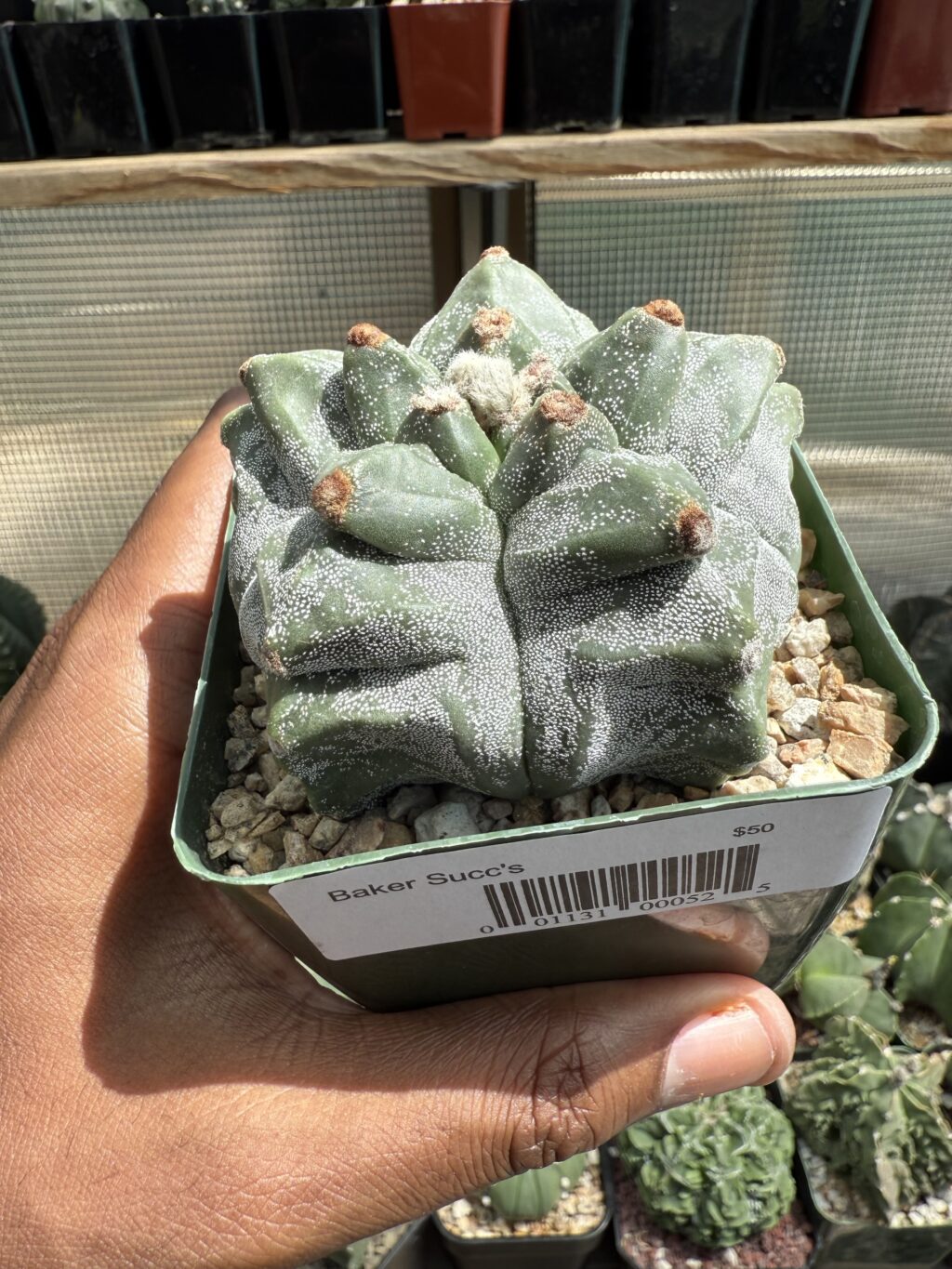 Astrophytum myriostigma cv. Kikko - Image 3