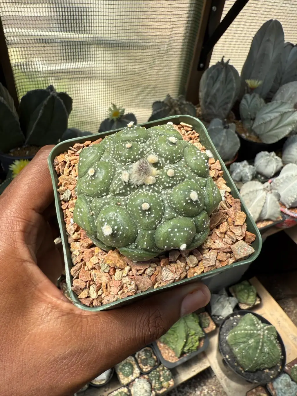 Astrophytum asterias cv. Kikko Fukuryu - Image 3