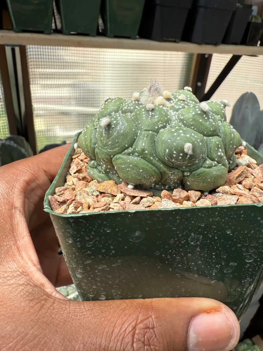 Astrophytum asterias cv. Kikko Fukuryu - Image 2