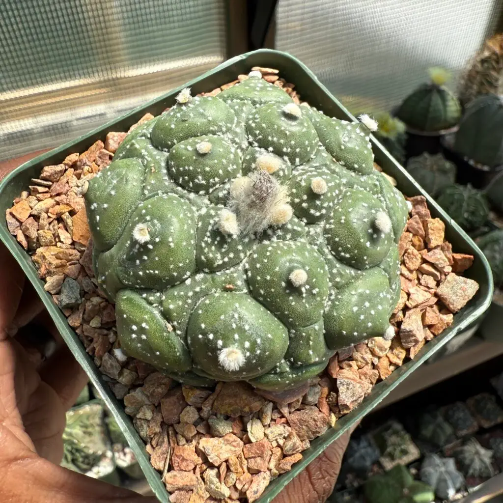 Astrophytum asterias cv. Kikko Fukuryu