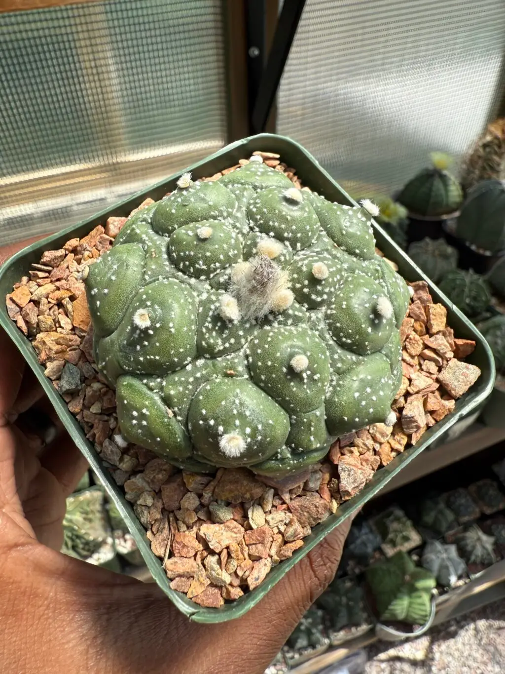 Astrophytum asterias cv. Kikko Fukuryu