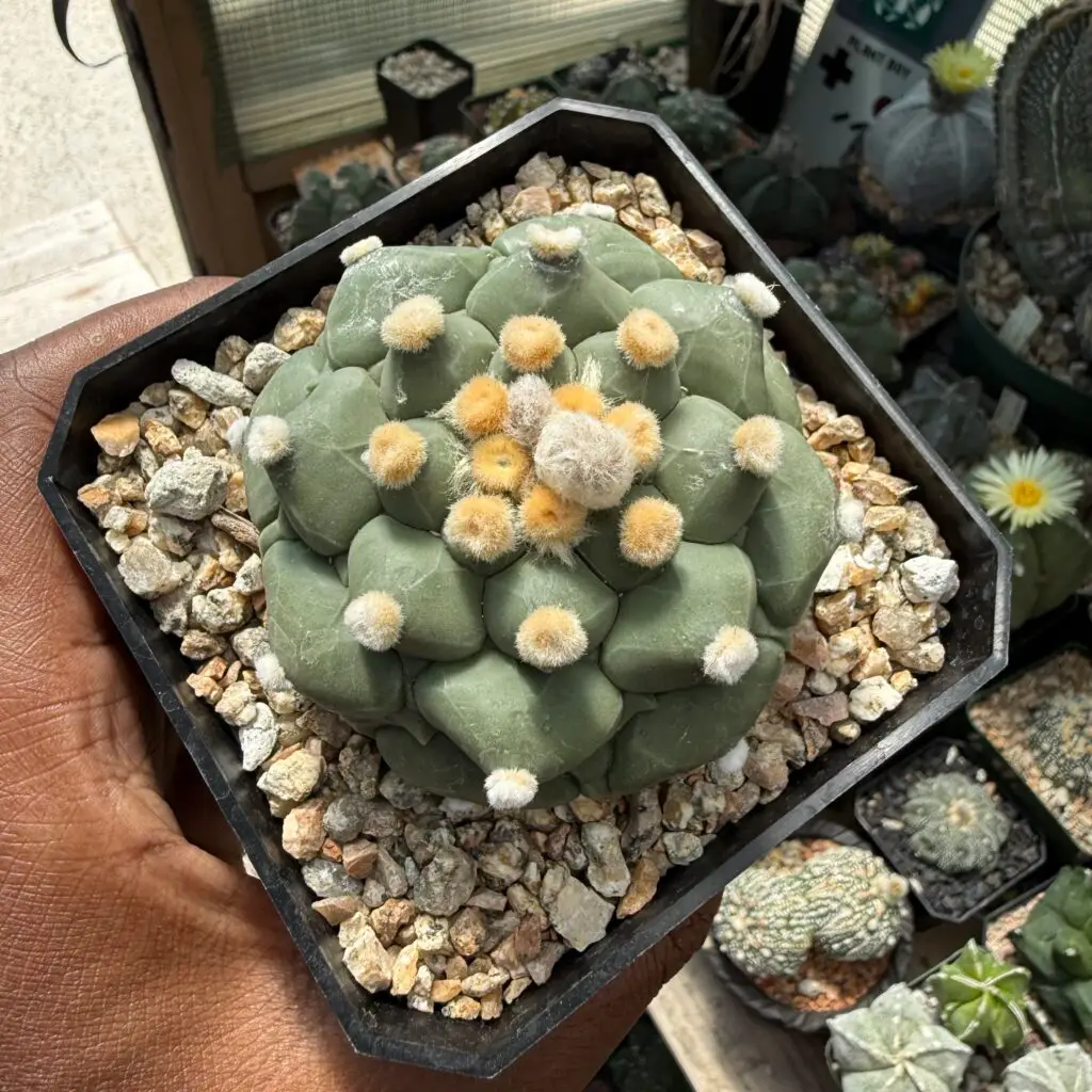 Astrophytum asterias cv. Kikko Ooibo