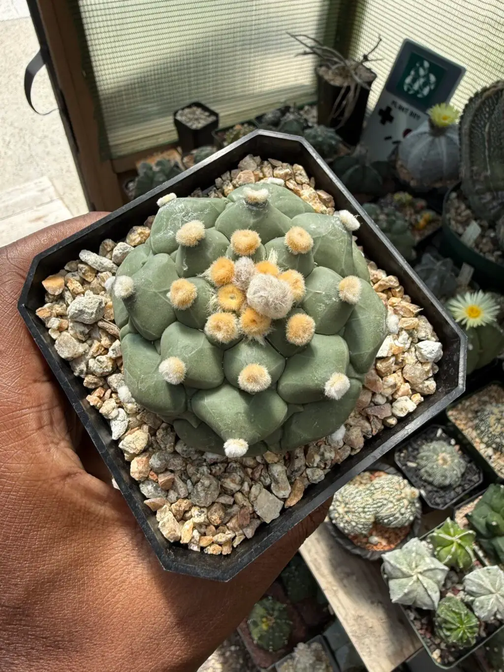 Astrophytum asterias cv. Kikko Ooibo