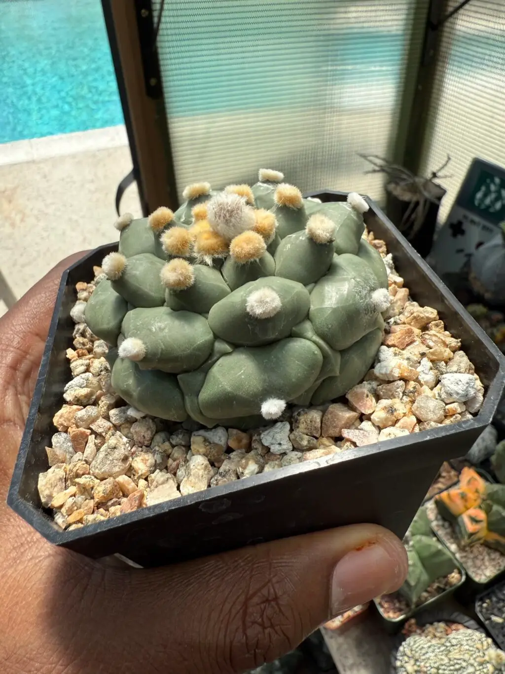 Astrophytum asterias cv. Kikko Ooibo - Image 2