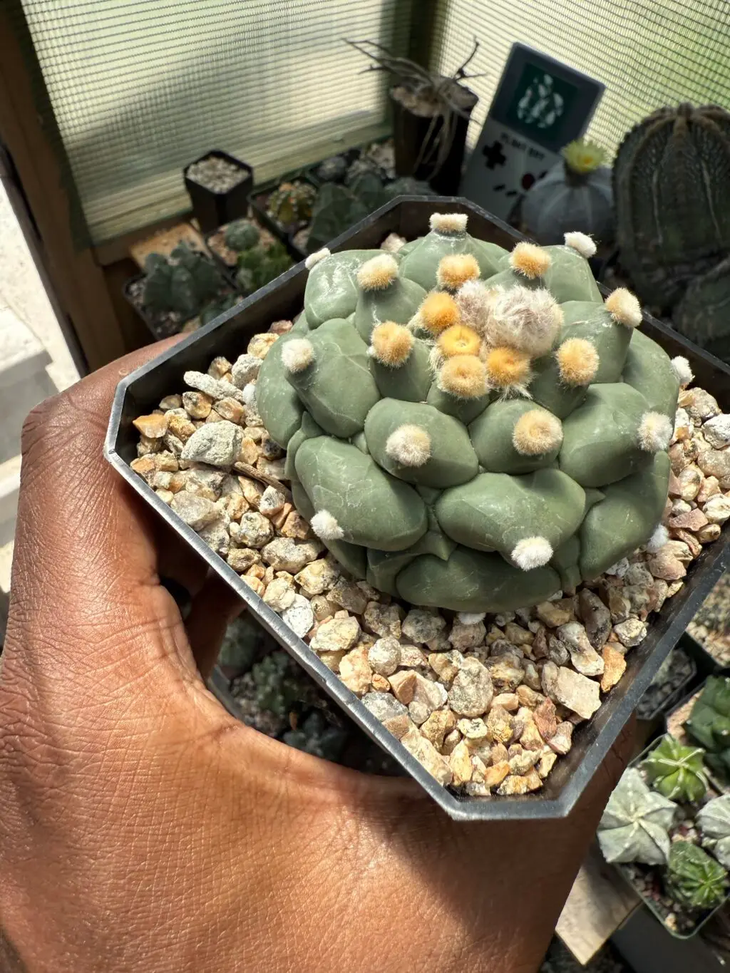 Astrophytum asterias cv. Kikko Ooibo - Image 3