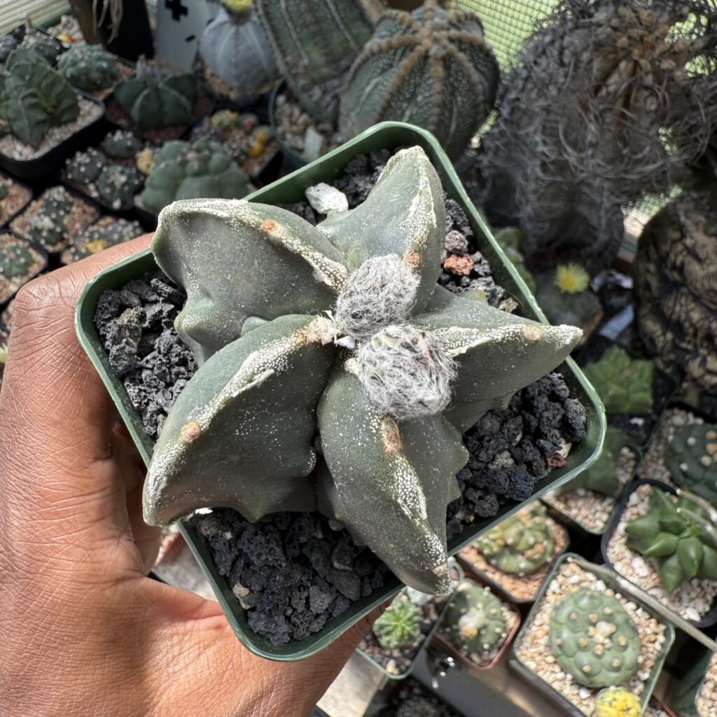 Astrophytum myriostigma cv. Fukuryu