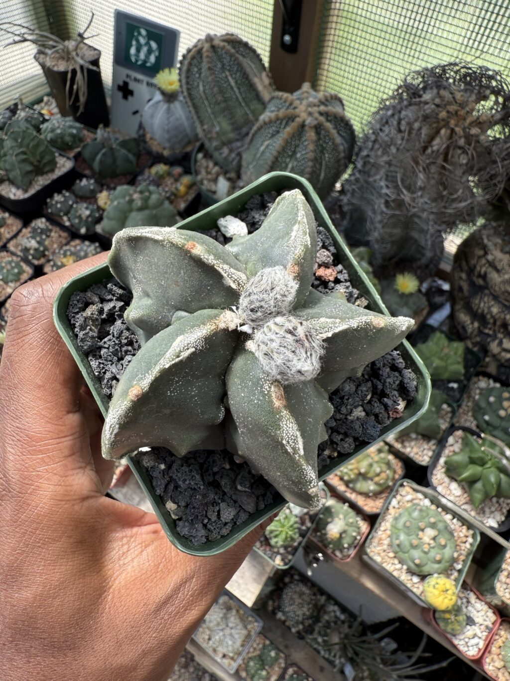 Astrophytum myriostigma cv. Fukuryu