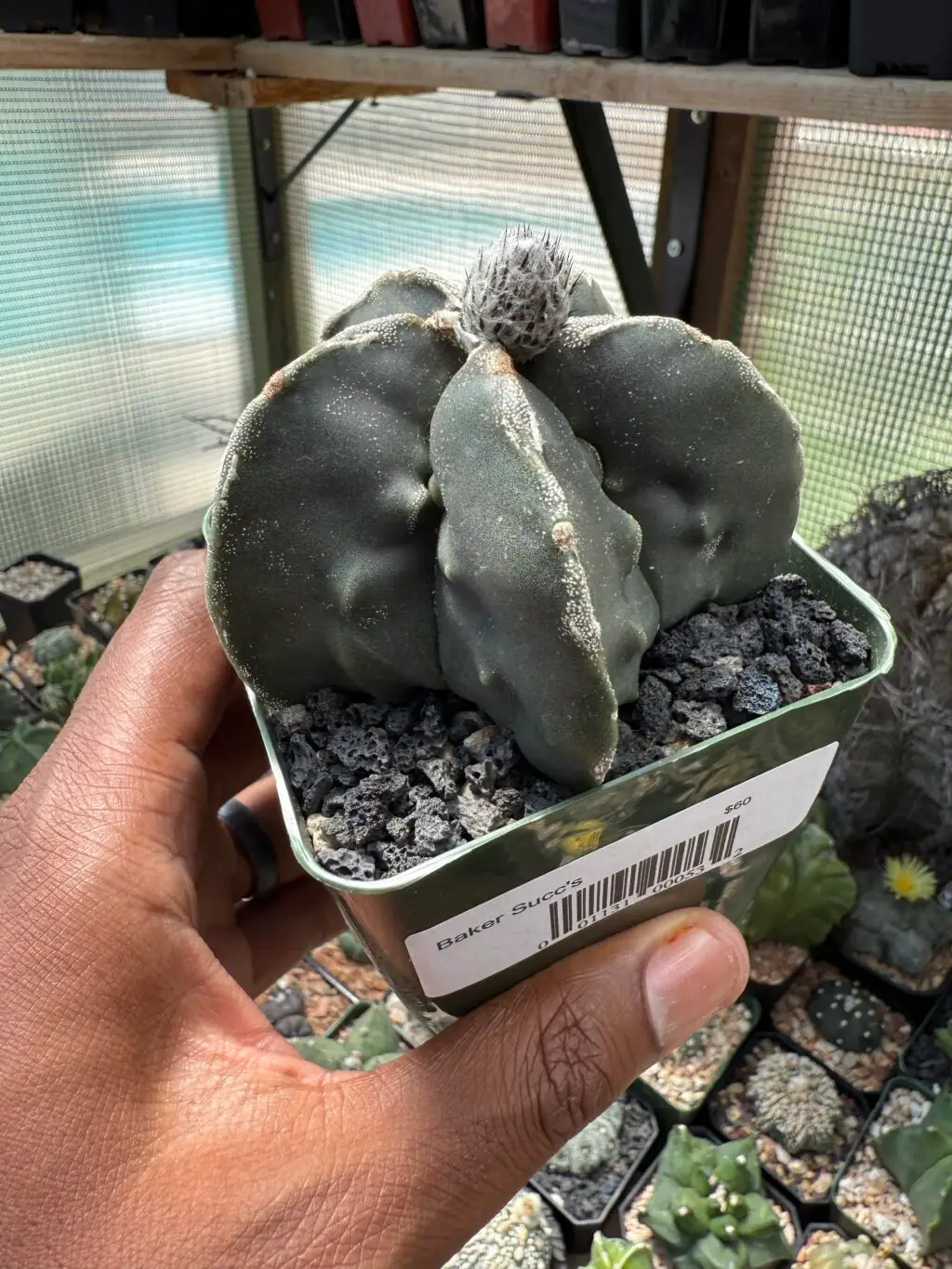 Astrophytum myriostigma cv. Fukuryu - Image 4