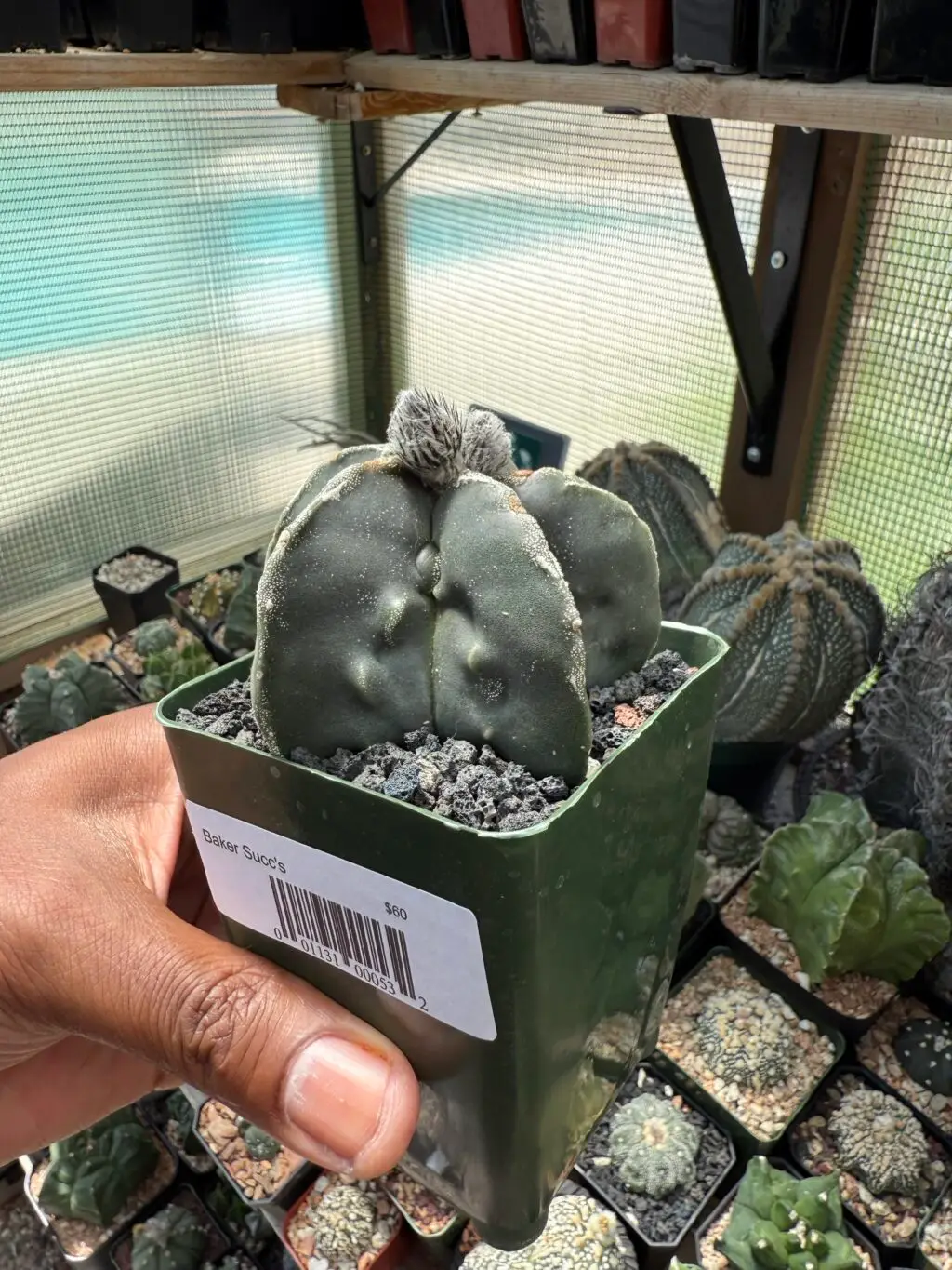 Astrophytum myriostigma cv. Fukuryu - Image 2