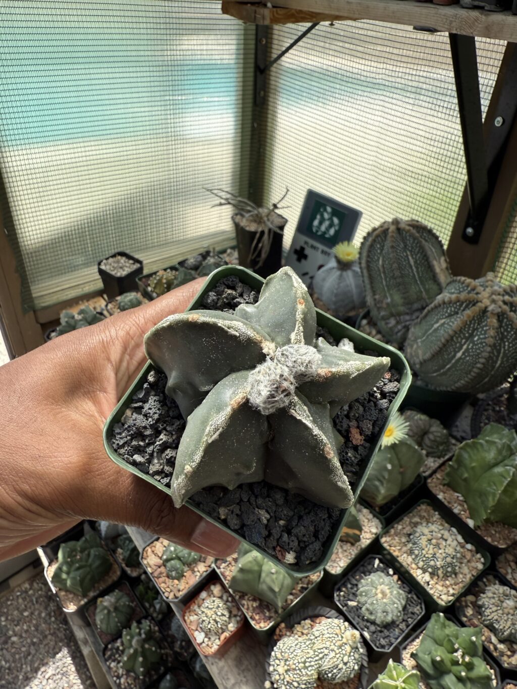 Astrophytum myriostigma cv. Fukuryu - Image 3