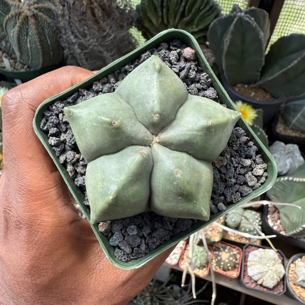 Astrophytum myriostigma cv. Kikko nudum