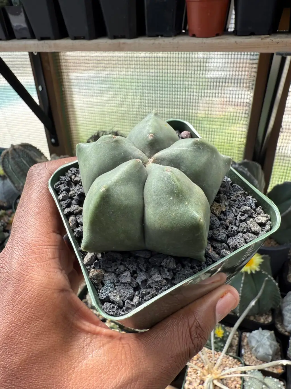 Astrophytum myriostigma cv. Kikko nudum - Image 2