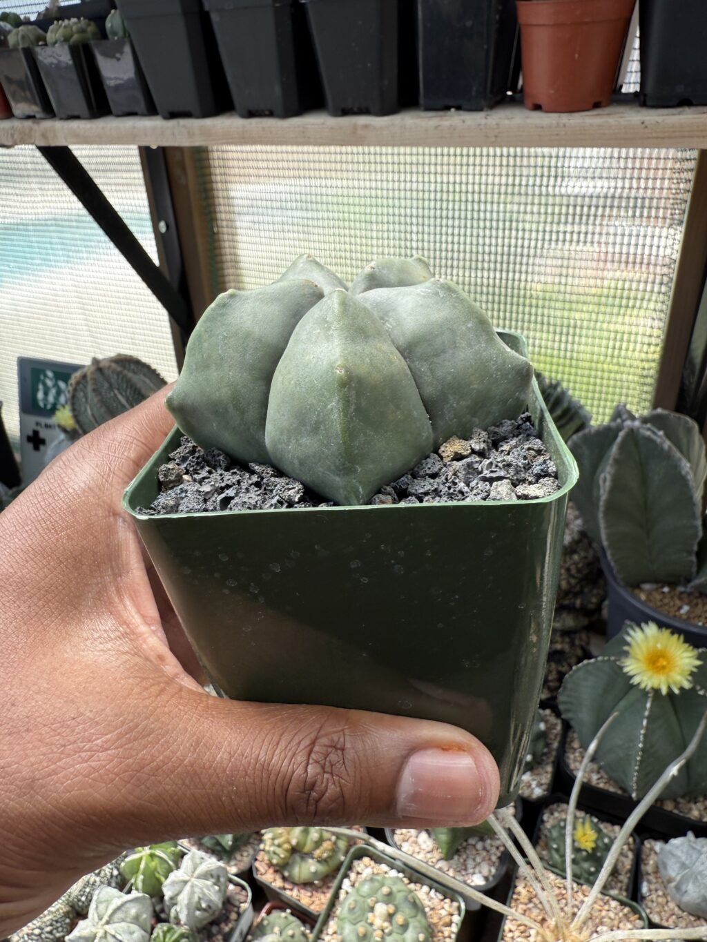 Astrophytum myriostigma cv. Kikko nudum - Image 3