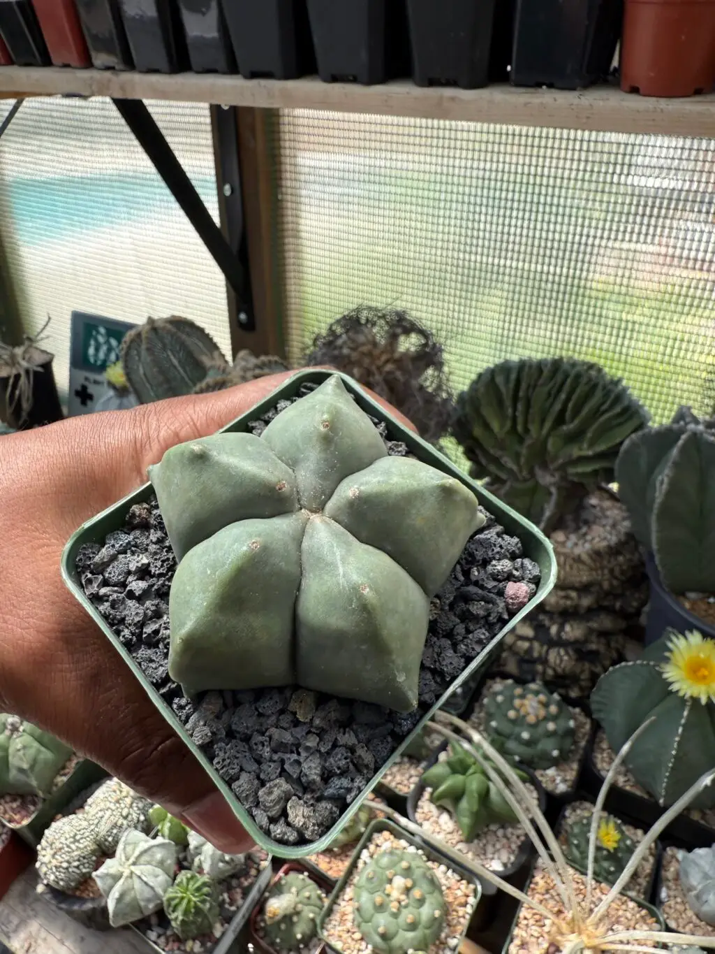 Astrophytum myriostigma cv. Kikko nudum - Image 4