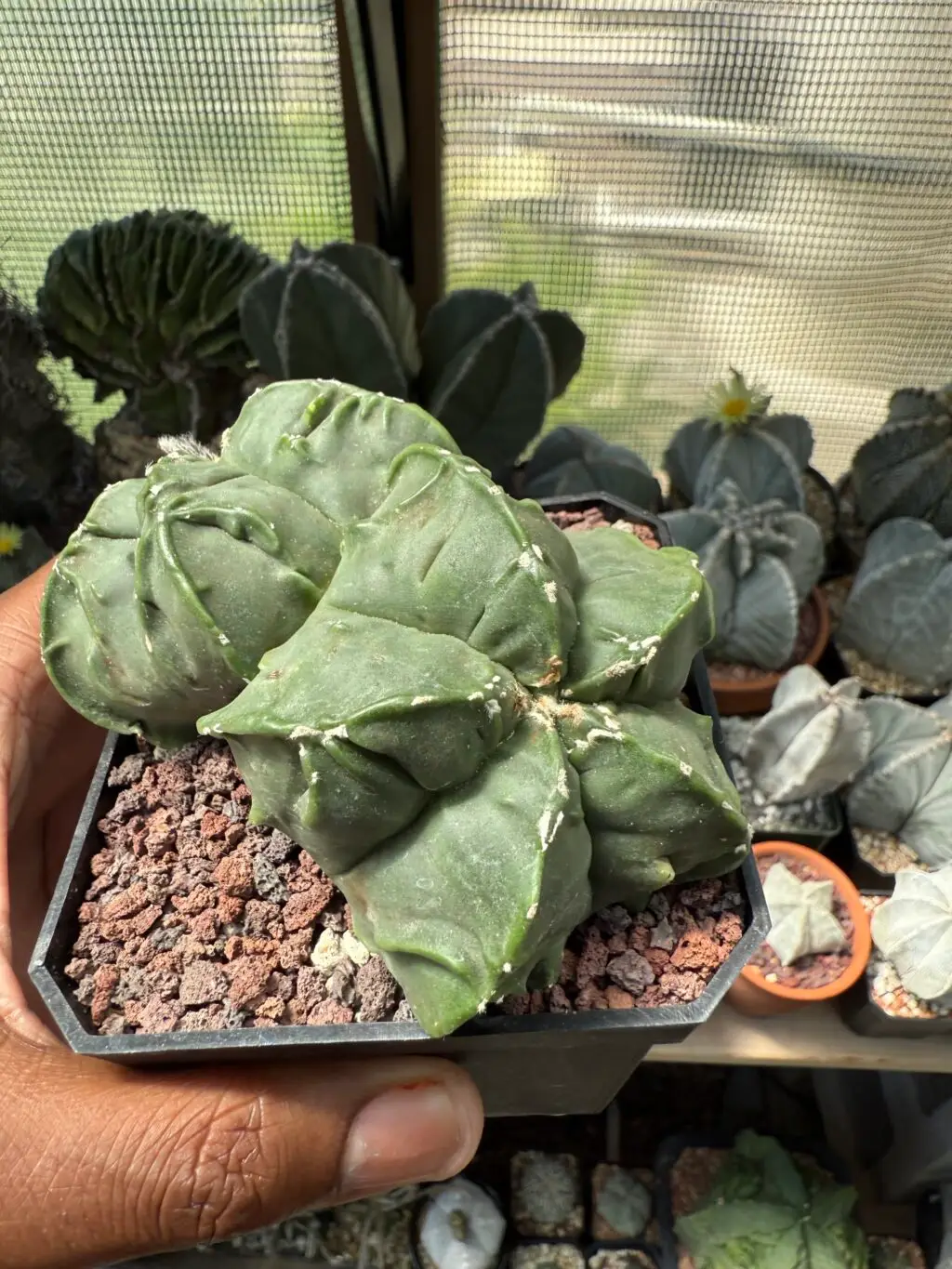 Astrophytum myriostigma cv. Fukuryu Double Headed - Image 4