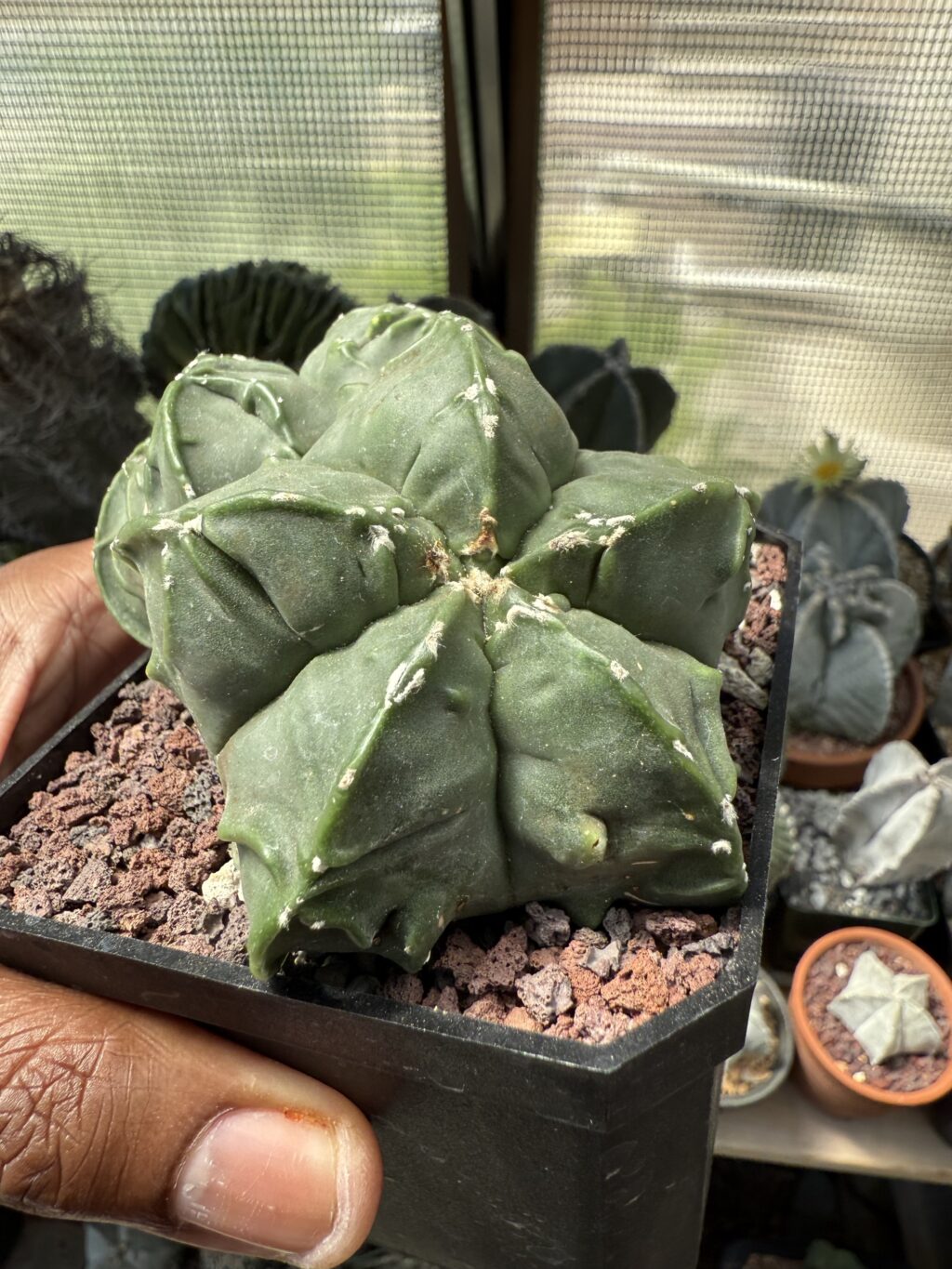 Astrophytum myriostigma cv. Fukuryu Double Headed - Image 3