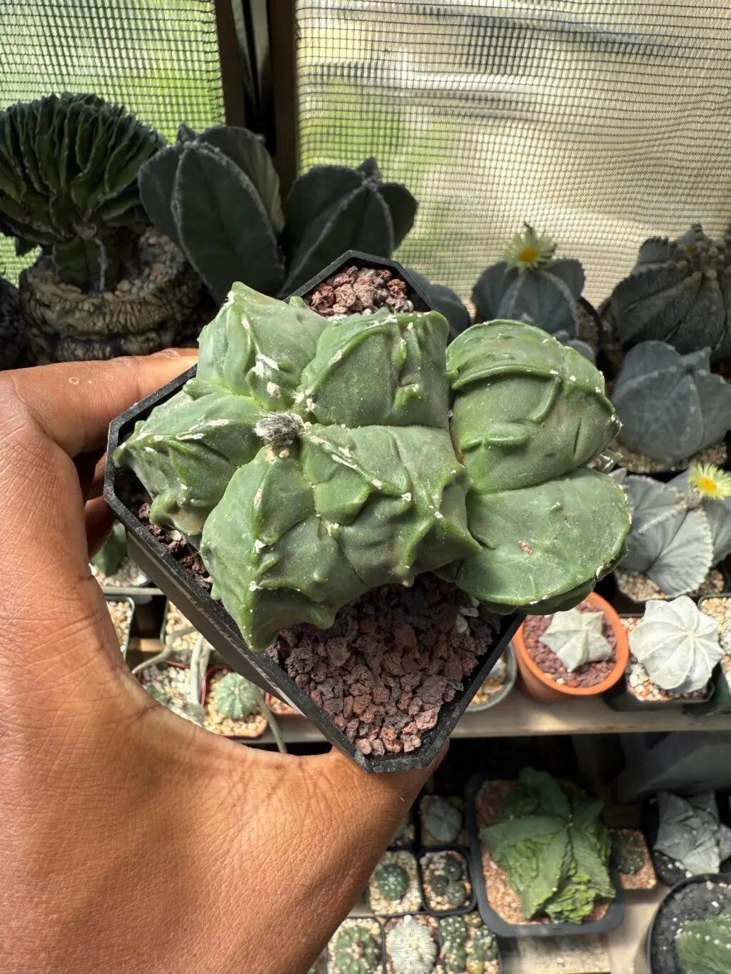 Astrophytum myriostigma cv. Fukuryu Double Headed - Image 2