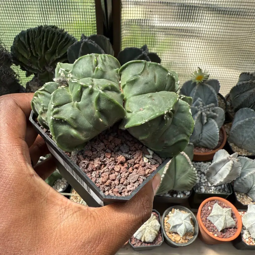 Astrophytum myriostigma cv. Fukuryu Double Headed