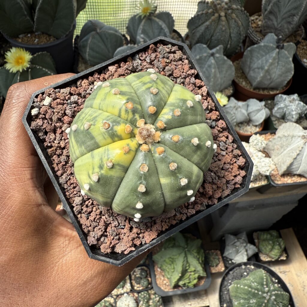 Astrophytum asterias Variegated