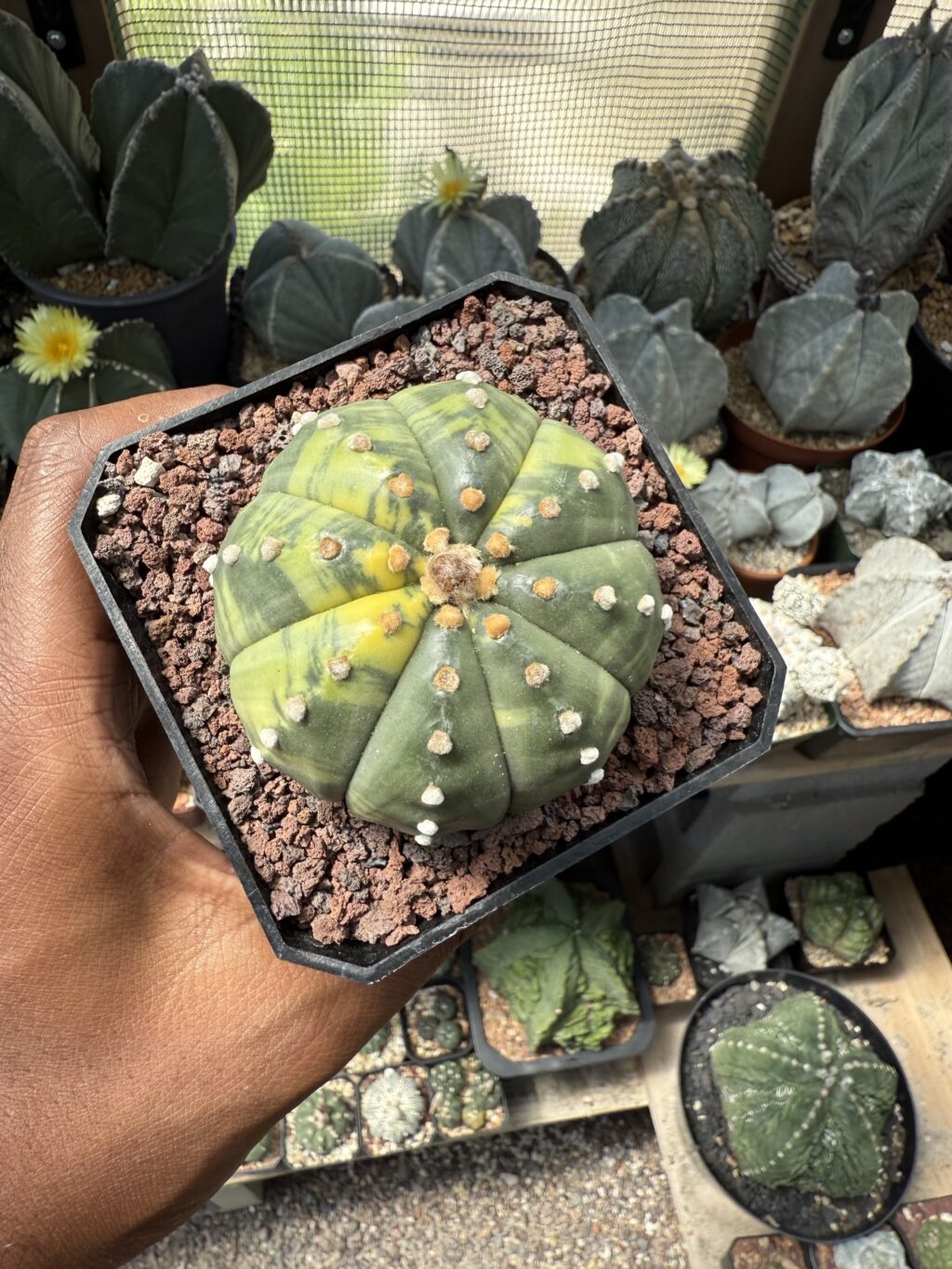 Astrophytum asterias Variegated
