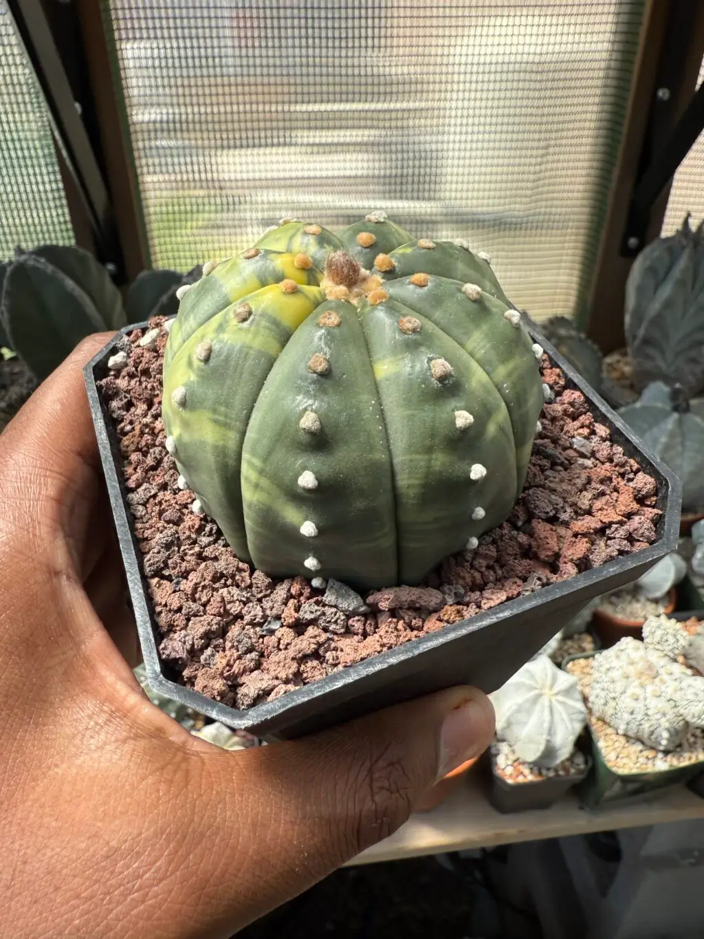 Astrophytum asterias Variegated - Image 2