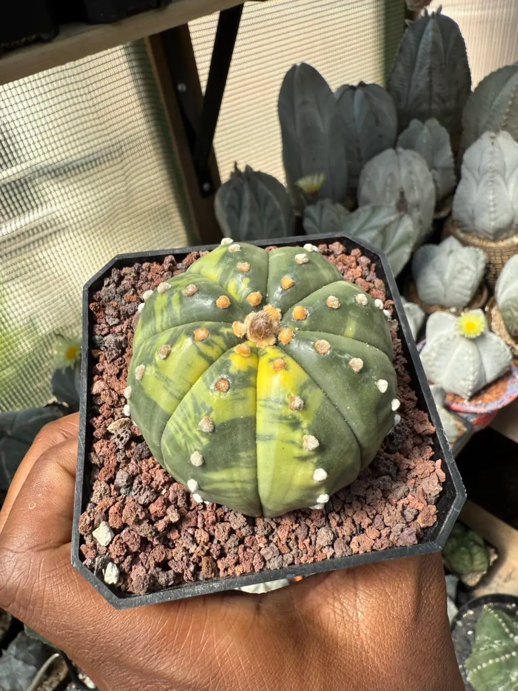 Astrophytum asterias Variegated - Image 3