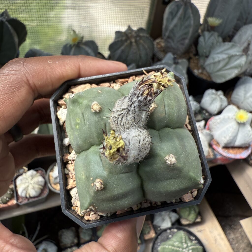 Astrophytum myriostigma cv. Kikko quadricostatum