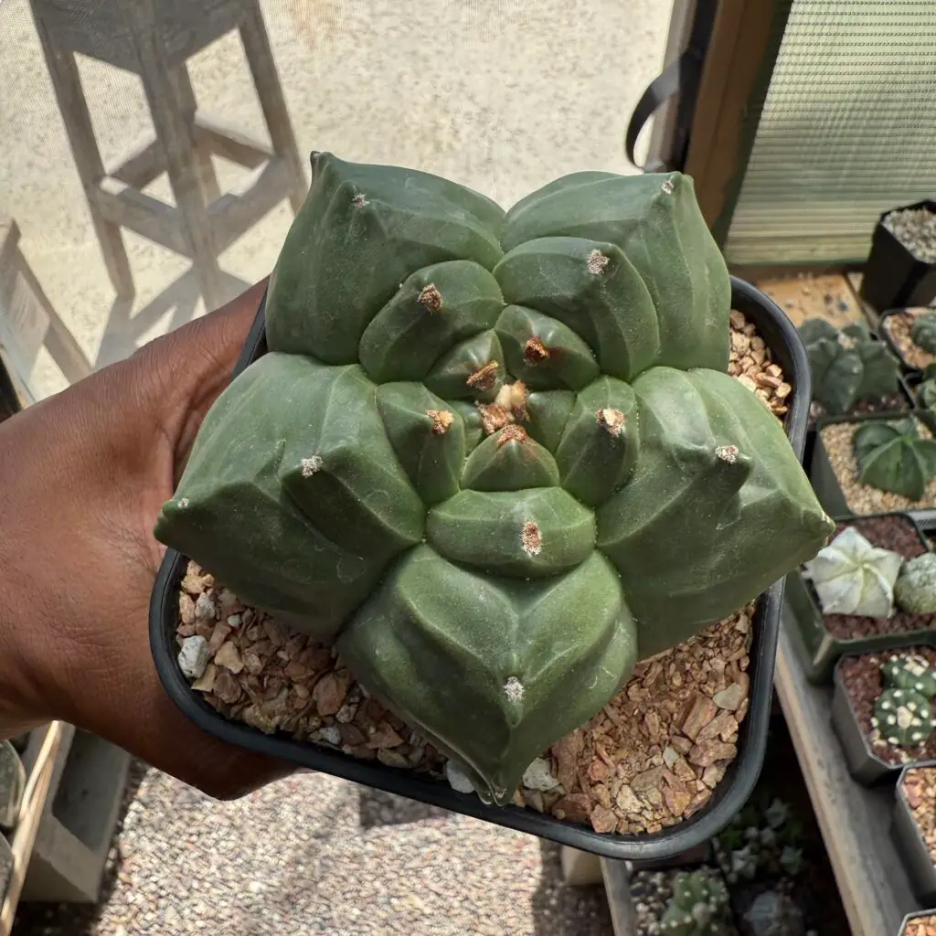 Astrophytum myriostigma cv. Kikko nudum