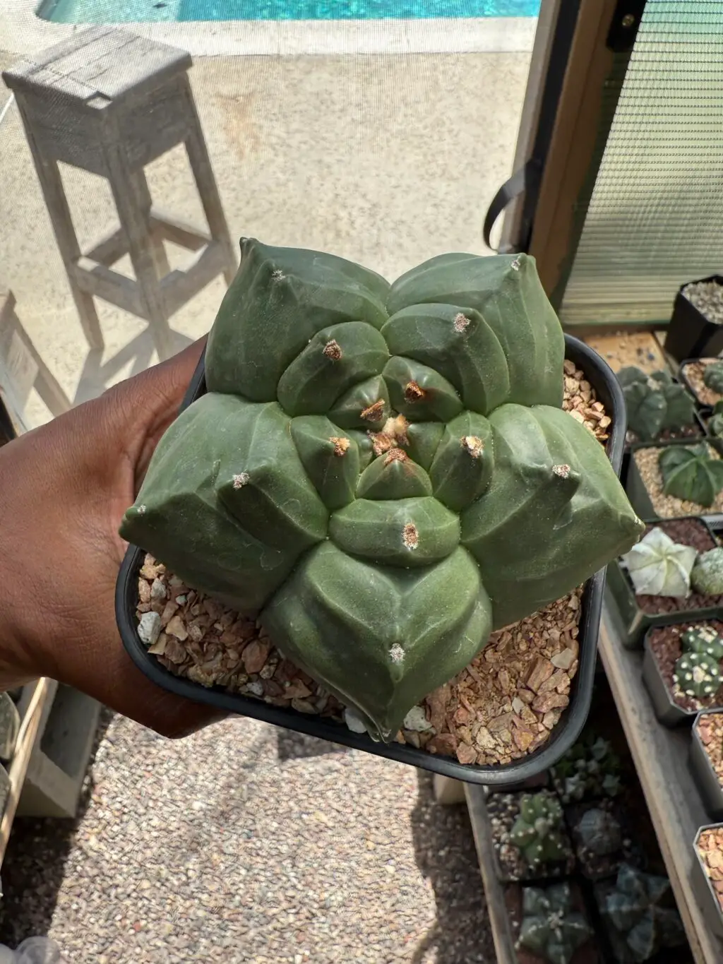Astrophytum myriostigma cv. Kikko nudum