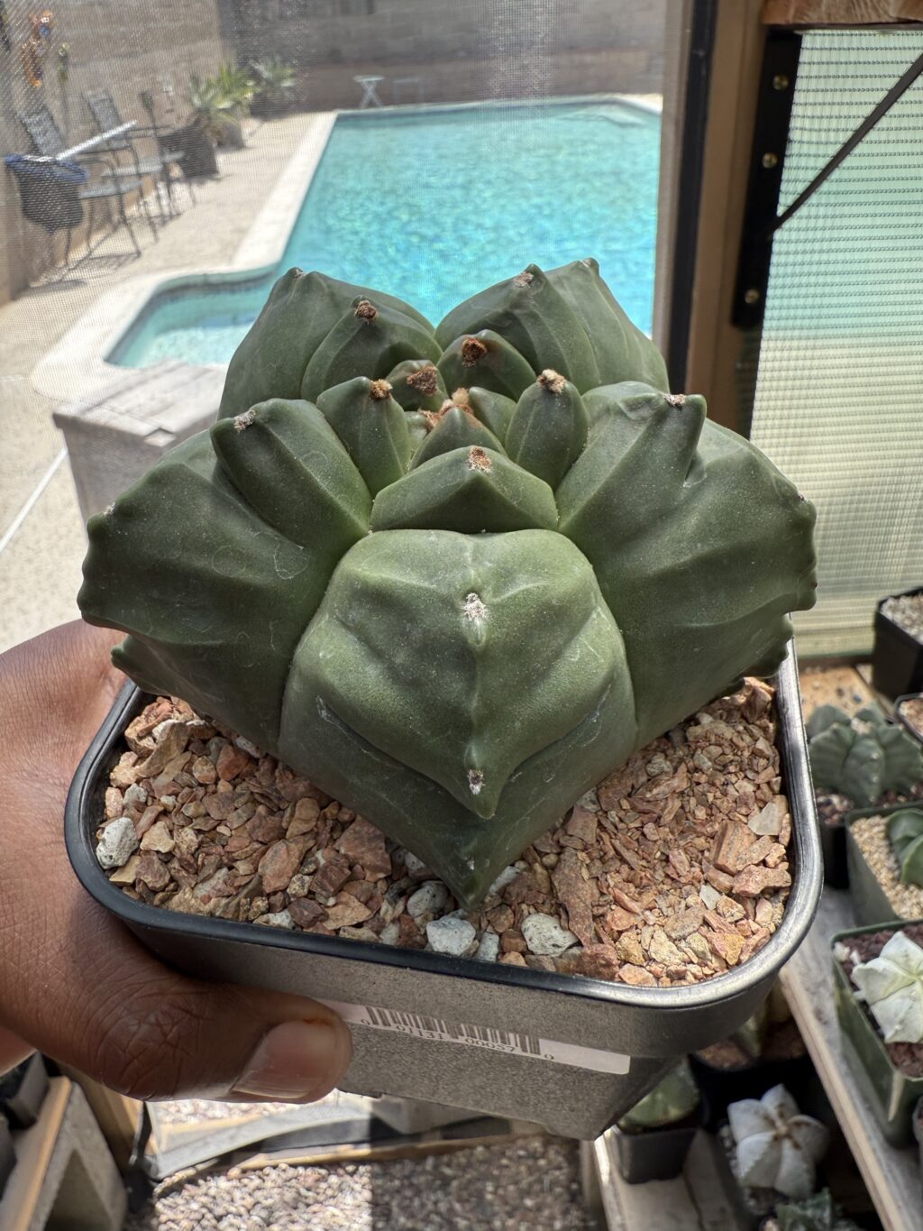 Astrophytum myriostigma cv. Kikko nudum - Image 2