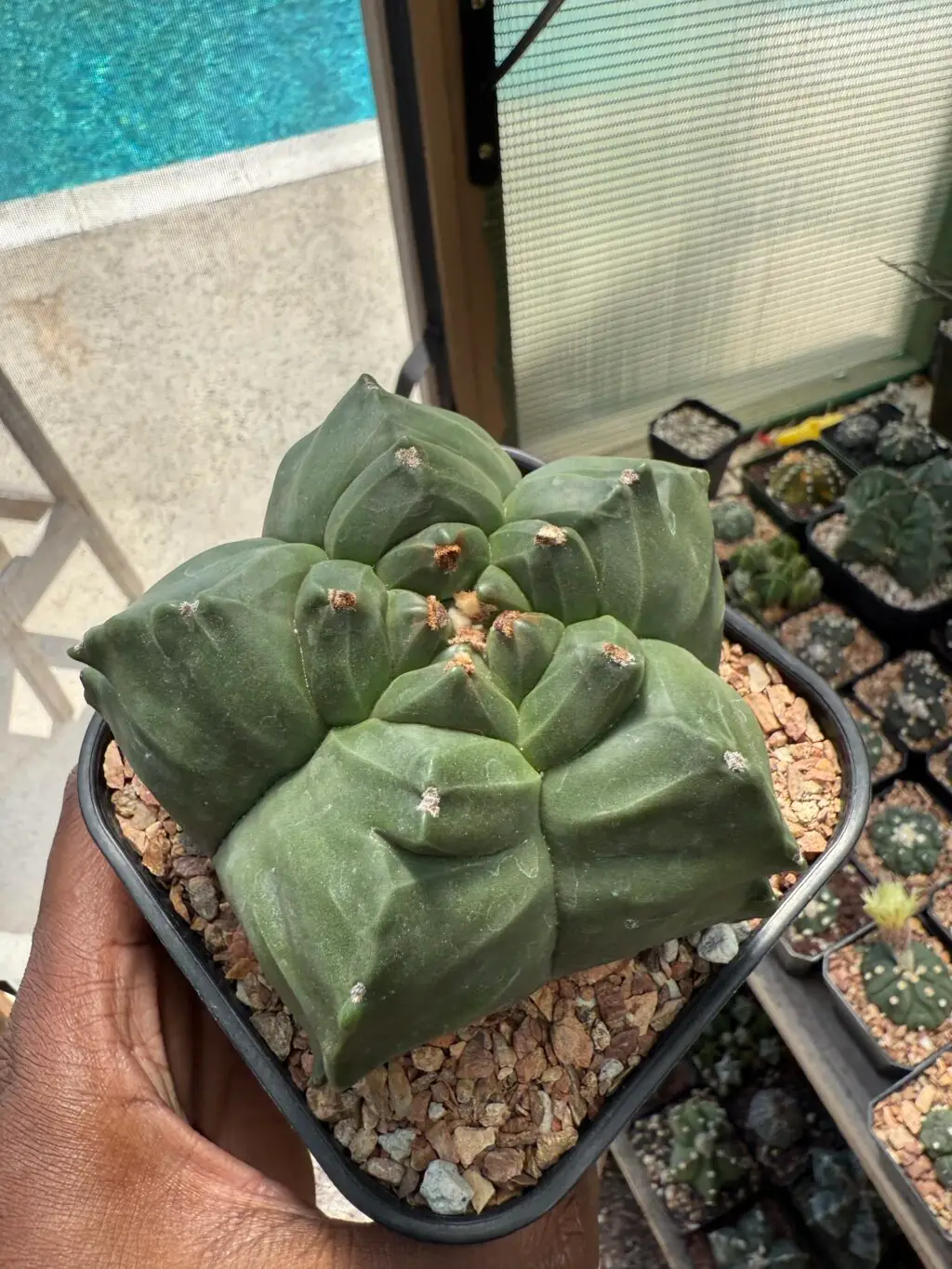 Astrophytum myriostigma cv. Kikko nudum - Image 3