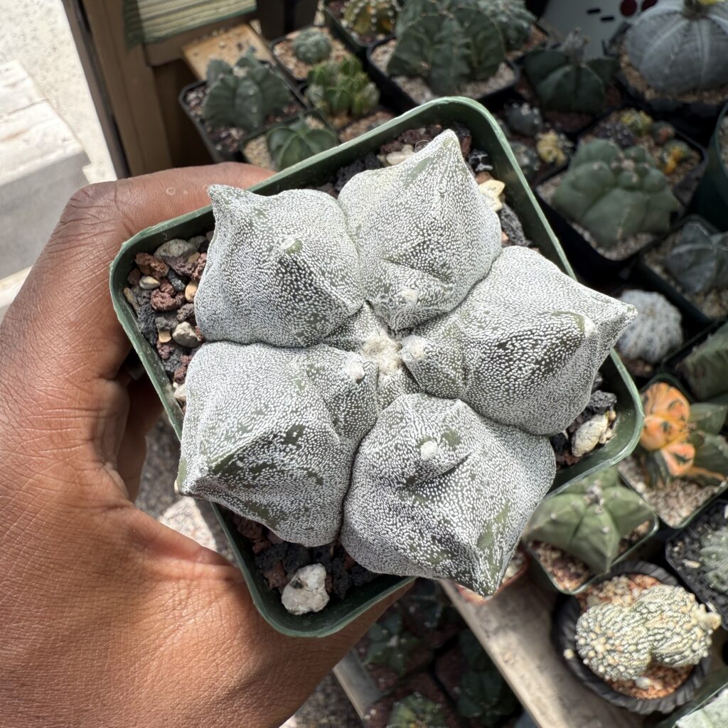 Astrophytum myriostigma cv. Kikko