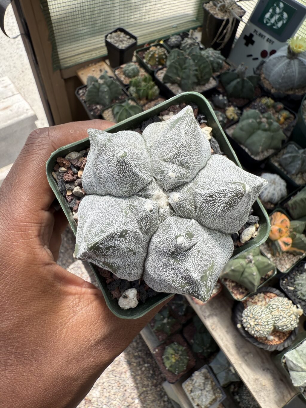 Astrophytum myriostigma cv. Kikko