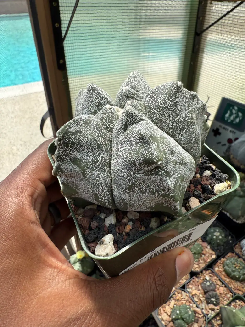 Astrophytum myriostigma cv. Kikko - Image 2