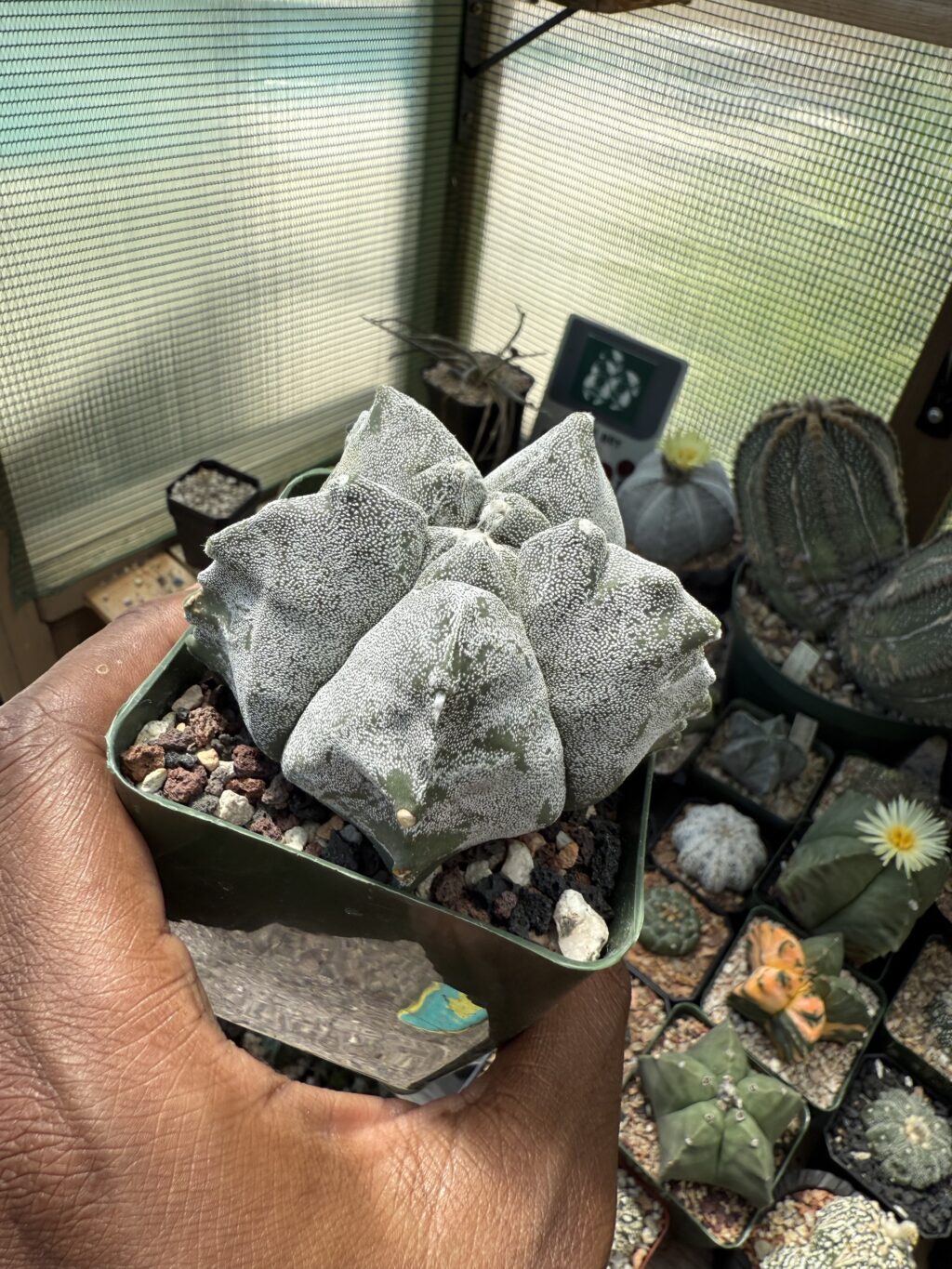 Astrophytum myriostigma cv. Kikko - Image 3