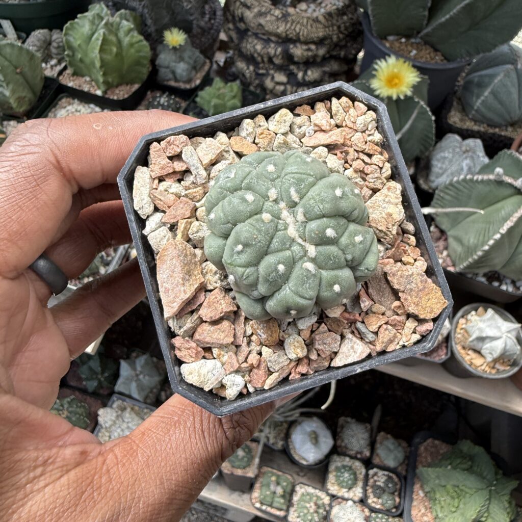 Astrophytum asterias cv. Kikko Lizard Skin cristata