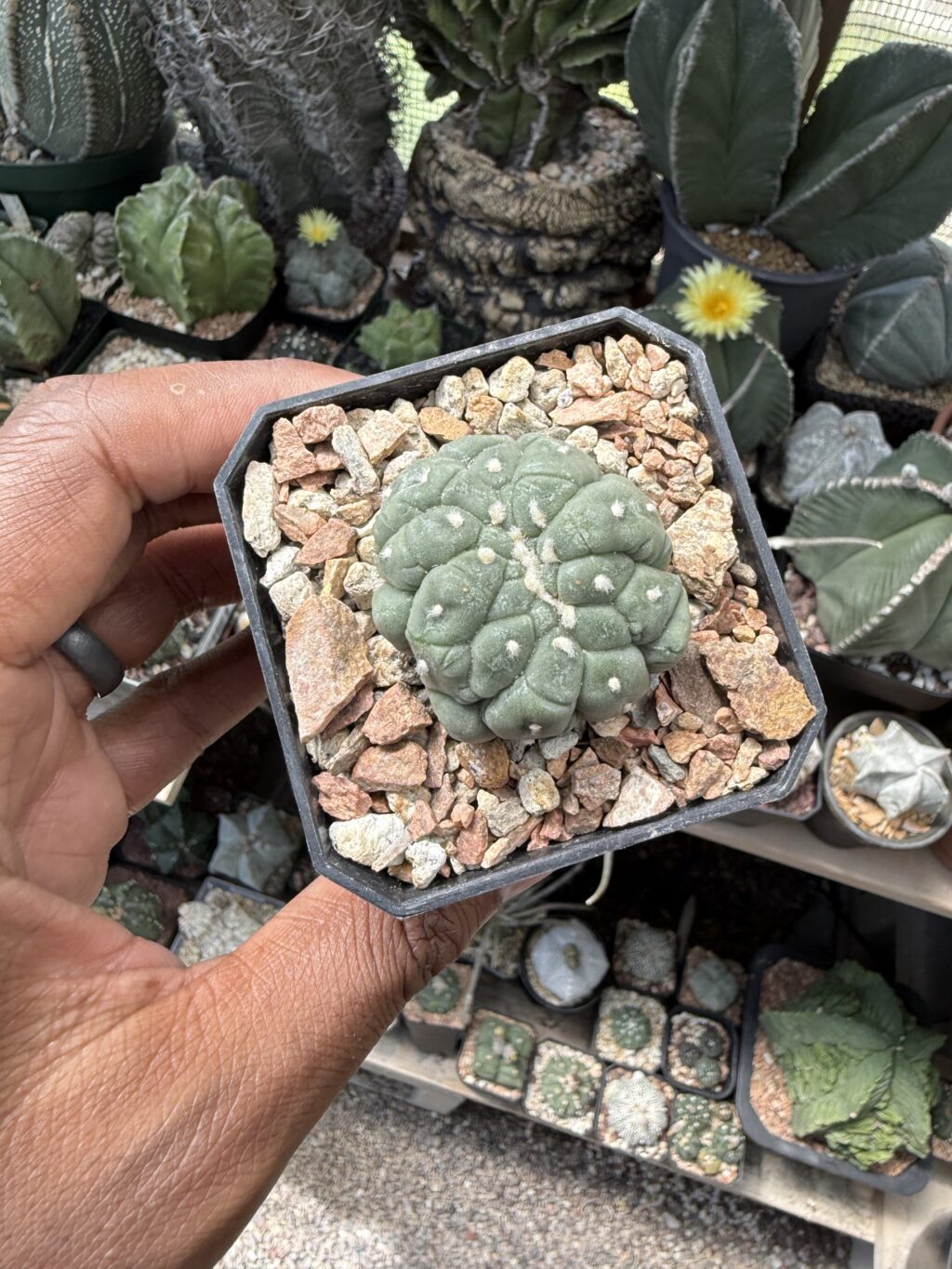 Astrophytum asterias cv. Kikko Lizard Skin cristata