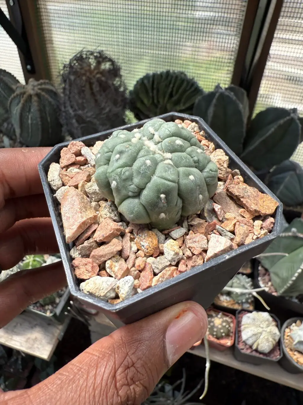 Astrophytum asterias cv. Kikko Lizard Skin cristata - Image 2