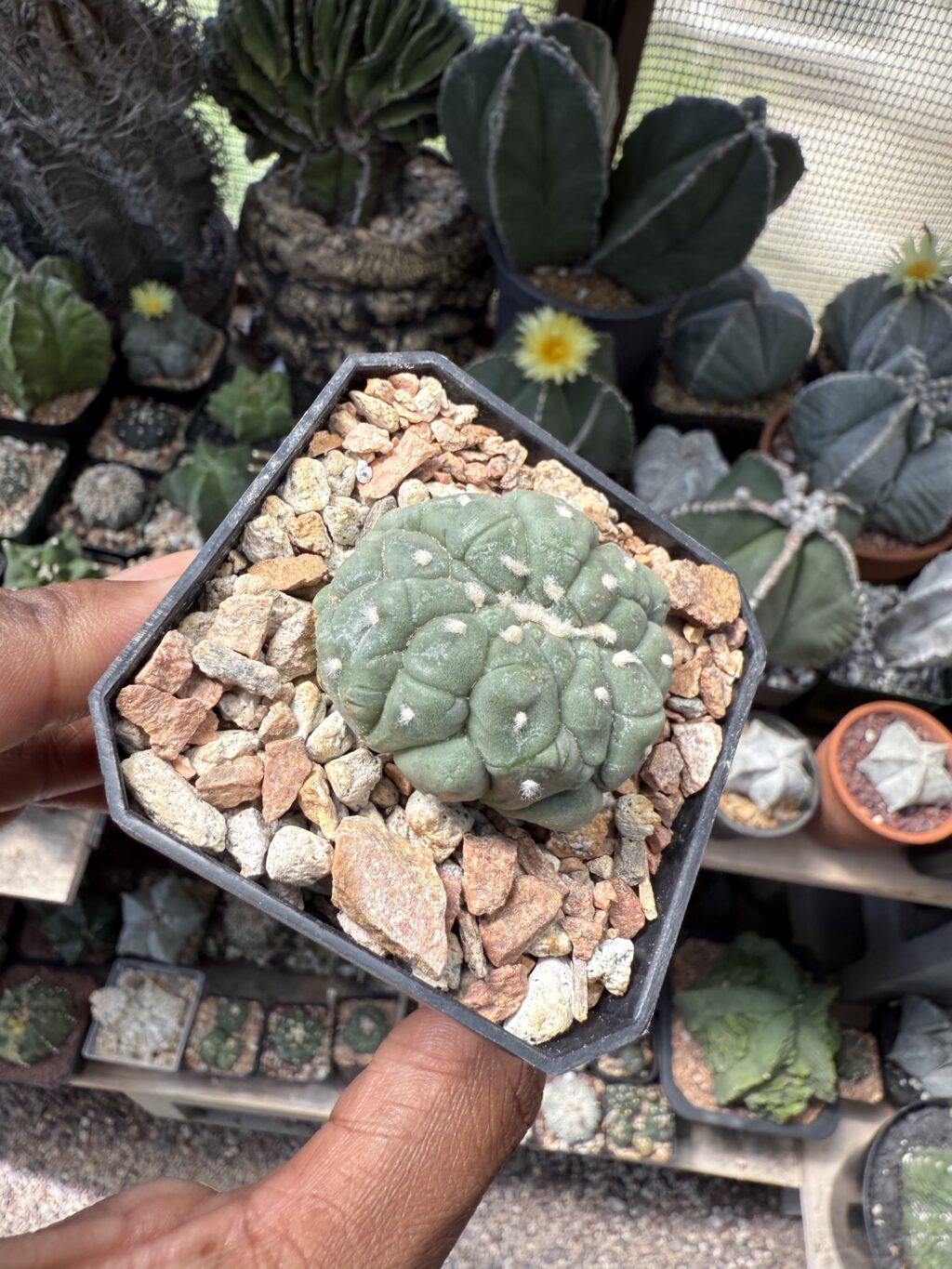 Astrophytum asterias cv. Kikko Lizard Skin cristata - Image 3
