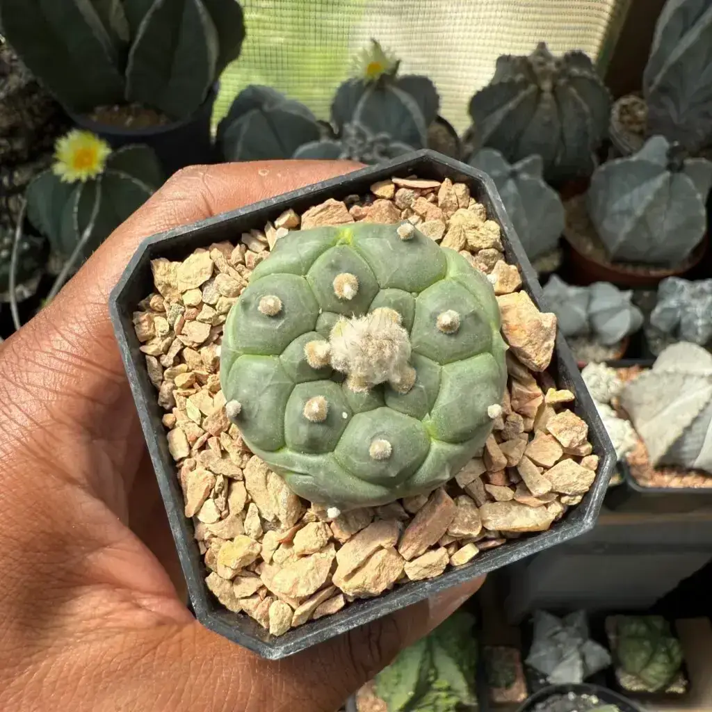Astrophytum asterias cv. Kikko