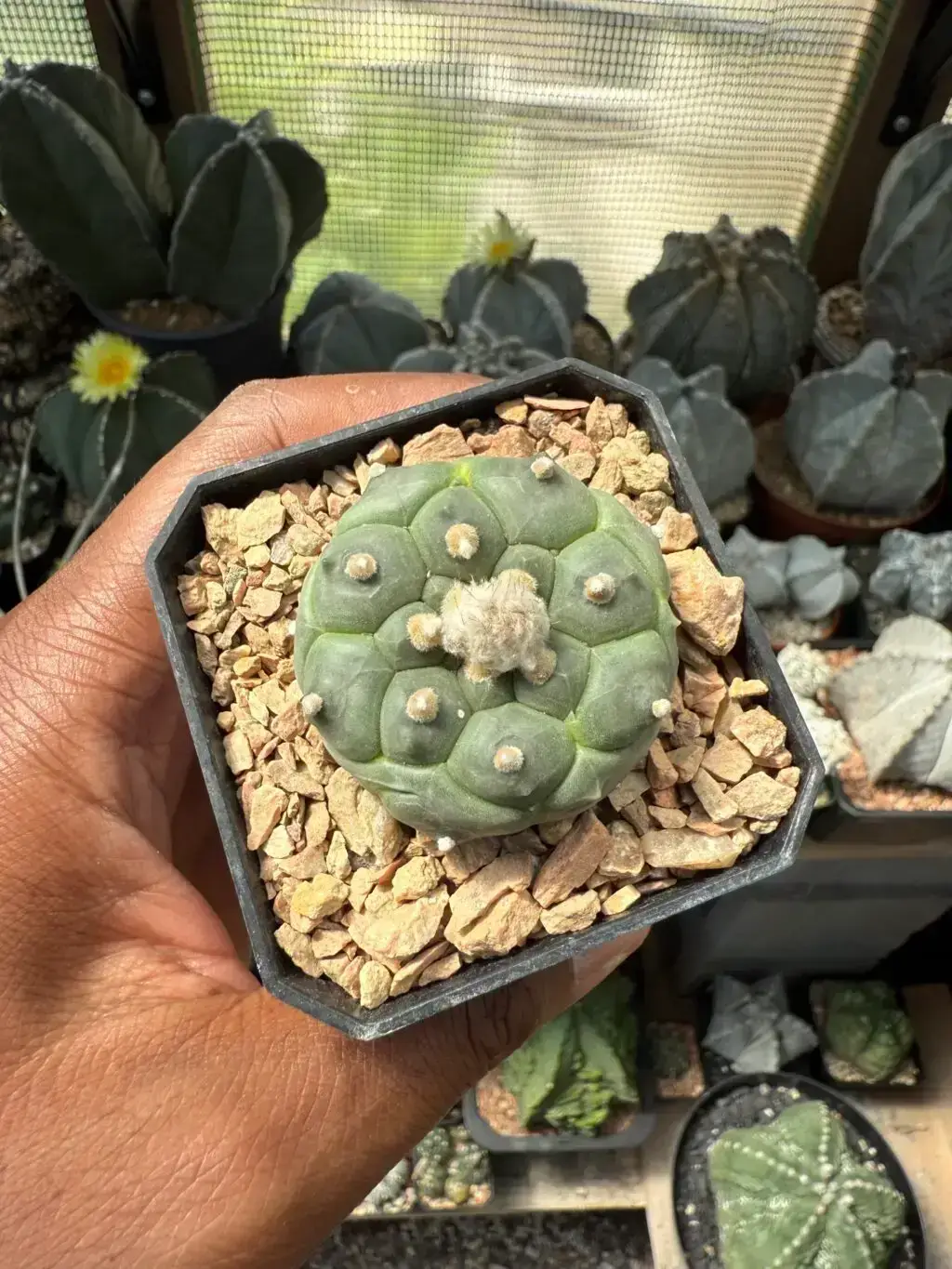 Astrophytum asterias cv. Kikko