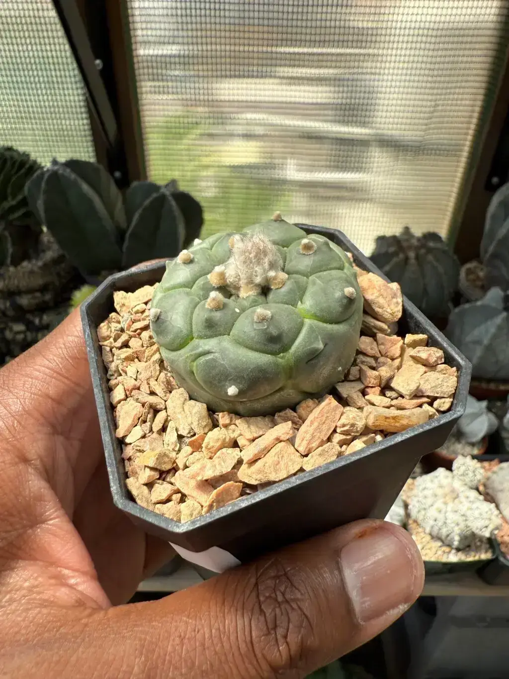 Astrophytum asterias cv. Kikko - Image 2