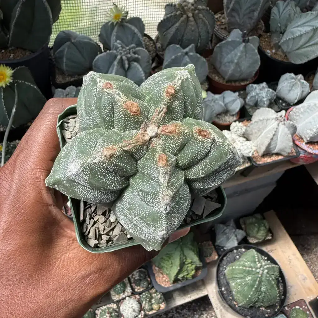 Astrophytum myriostigma cv. Kikko